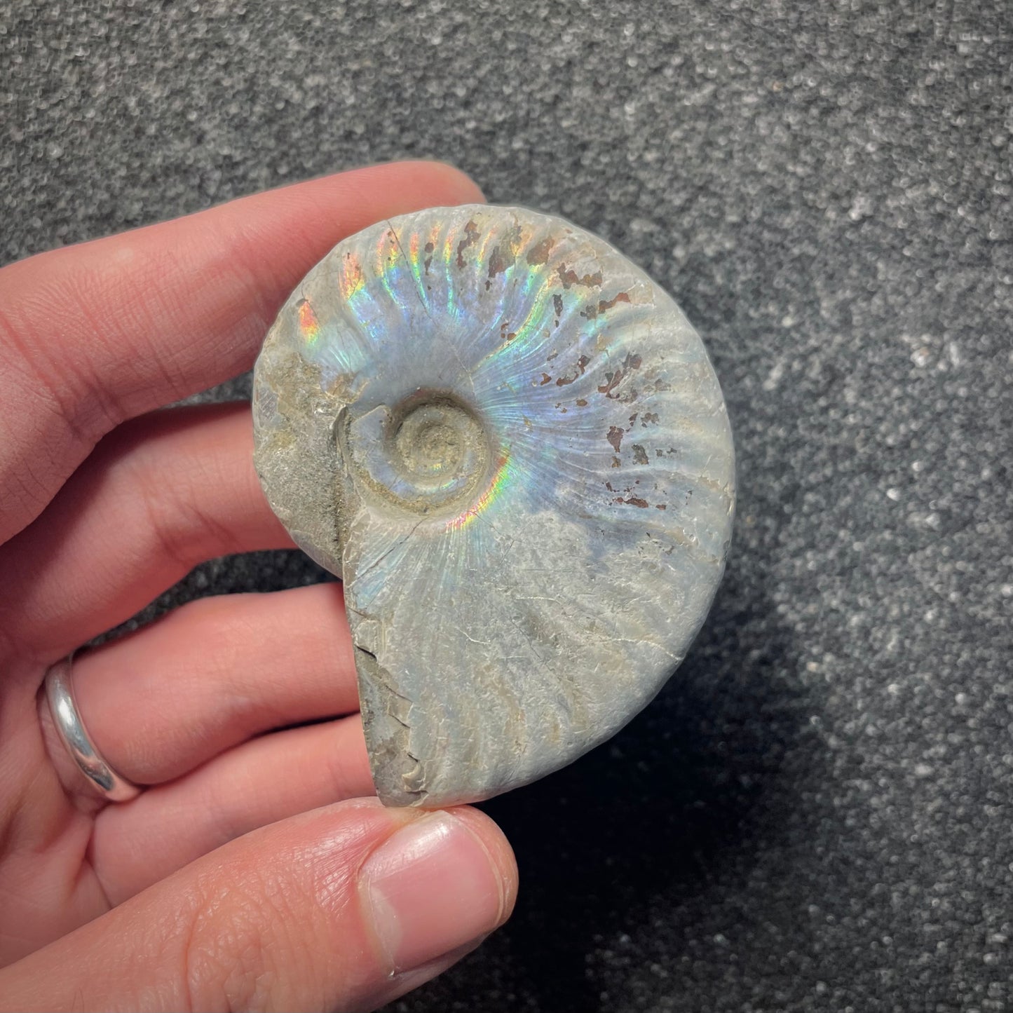 F2154 | Ammonite | Cleoniceras sp.
