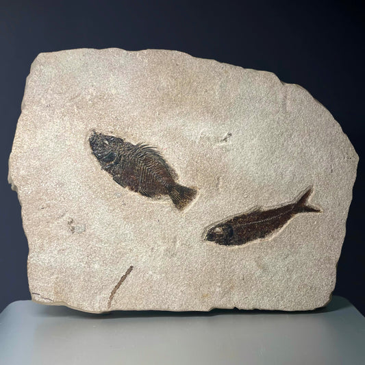 F1846 | Pesce | Priscacara sp. & Knightia eocaena