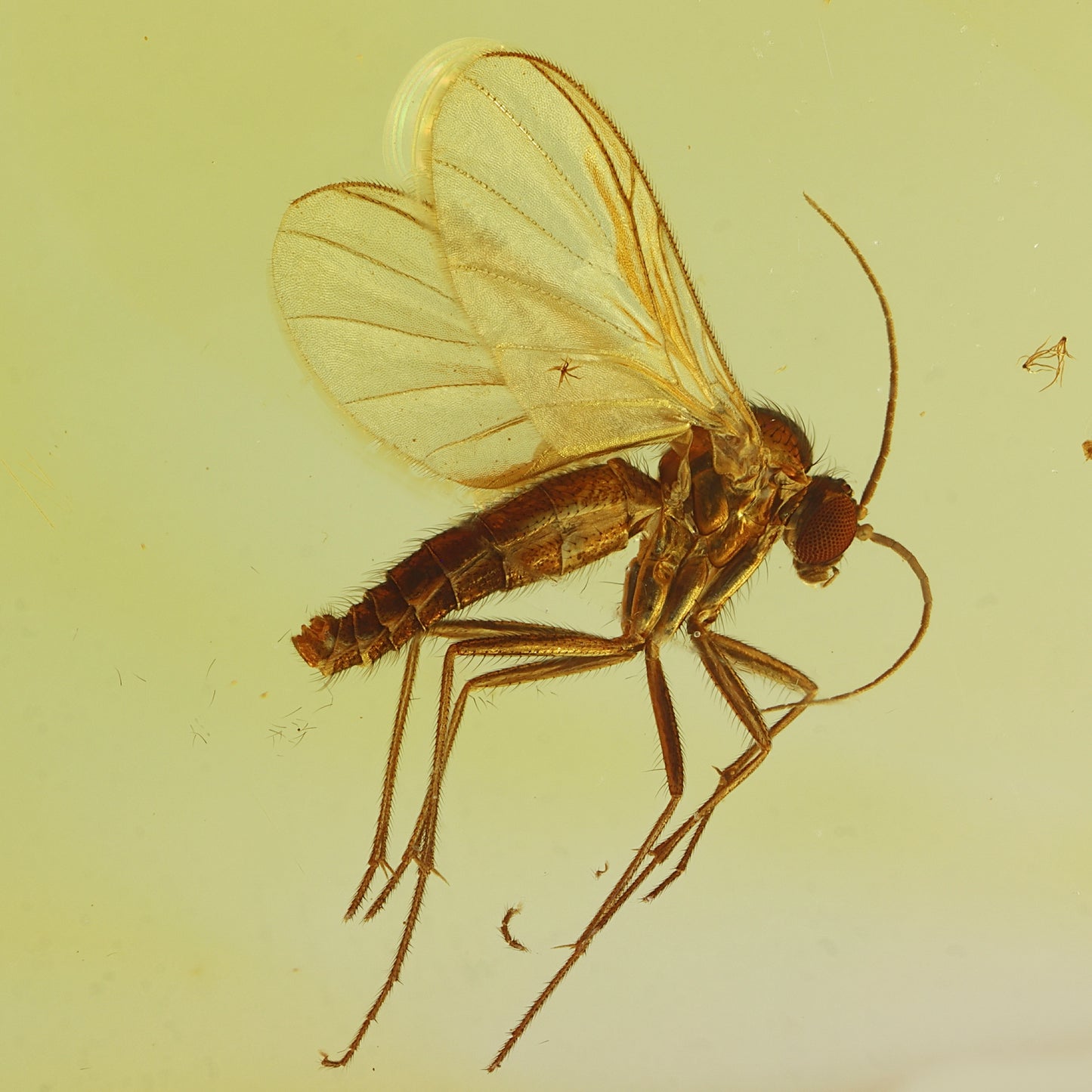 F2857 | Ambra con inclusione | Keroplatidae indet. & Aphididae indet.