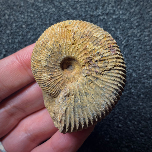 F633 | Ammonite | Epimayaites sp.