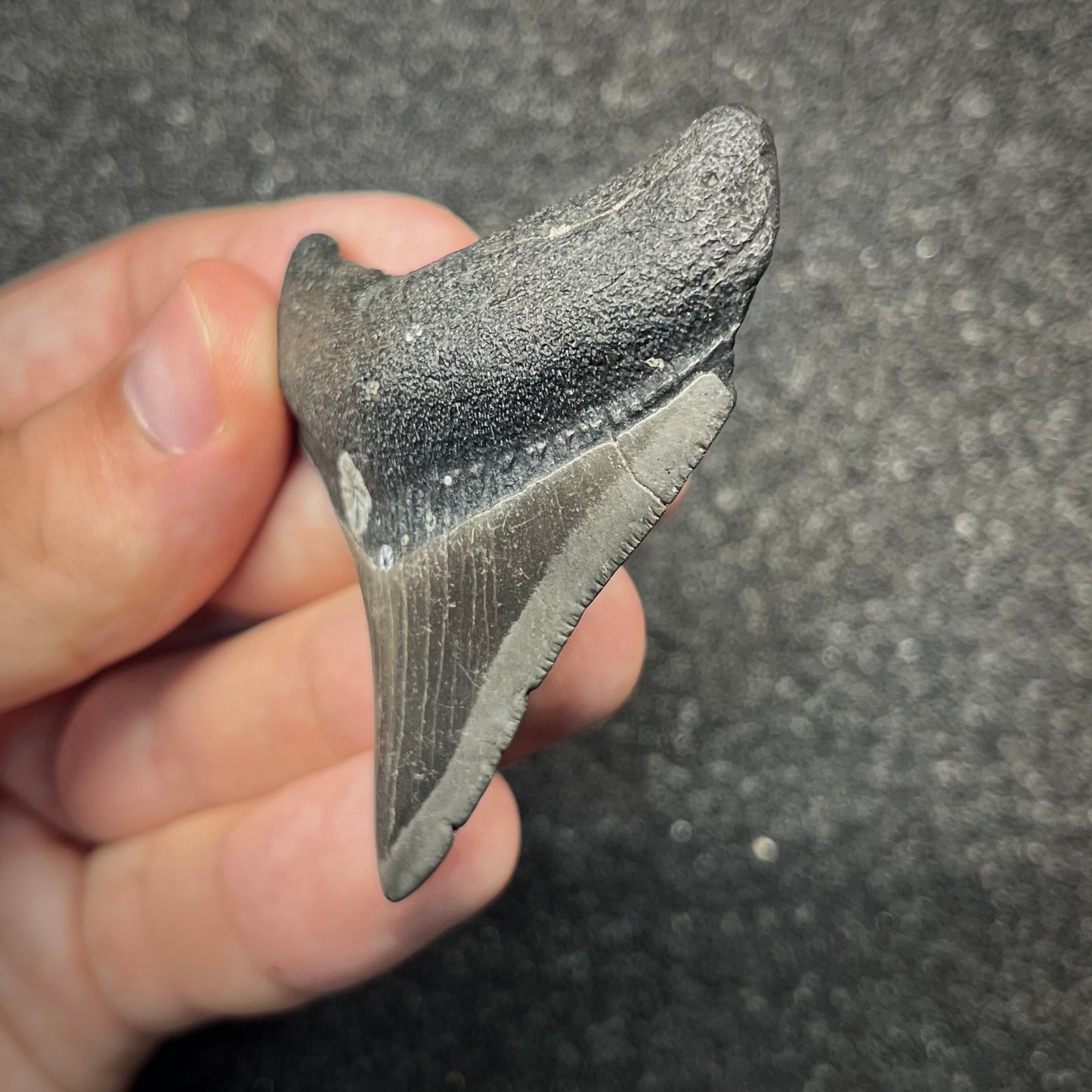 F2870 | Squalo | Otodus megalodon