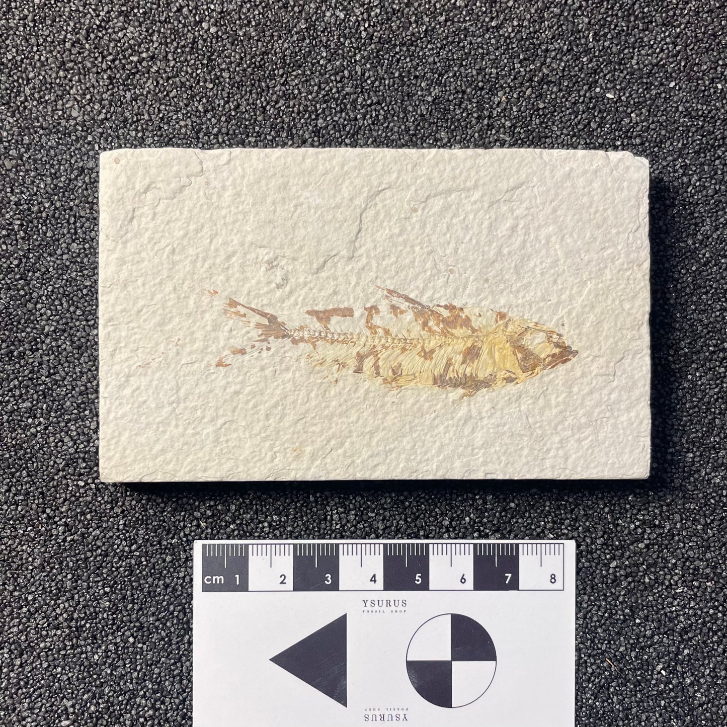 F2222 | Pesce | Knightia eocaena