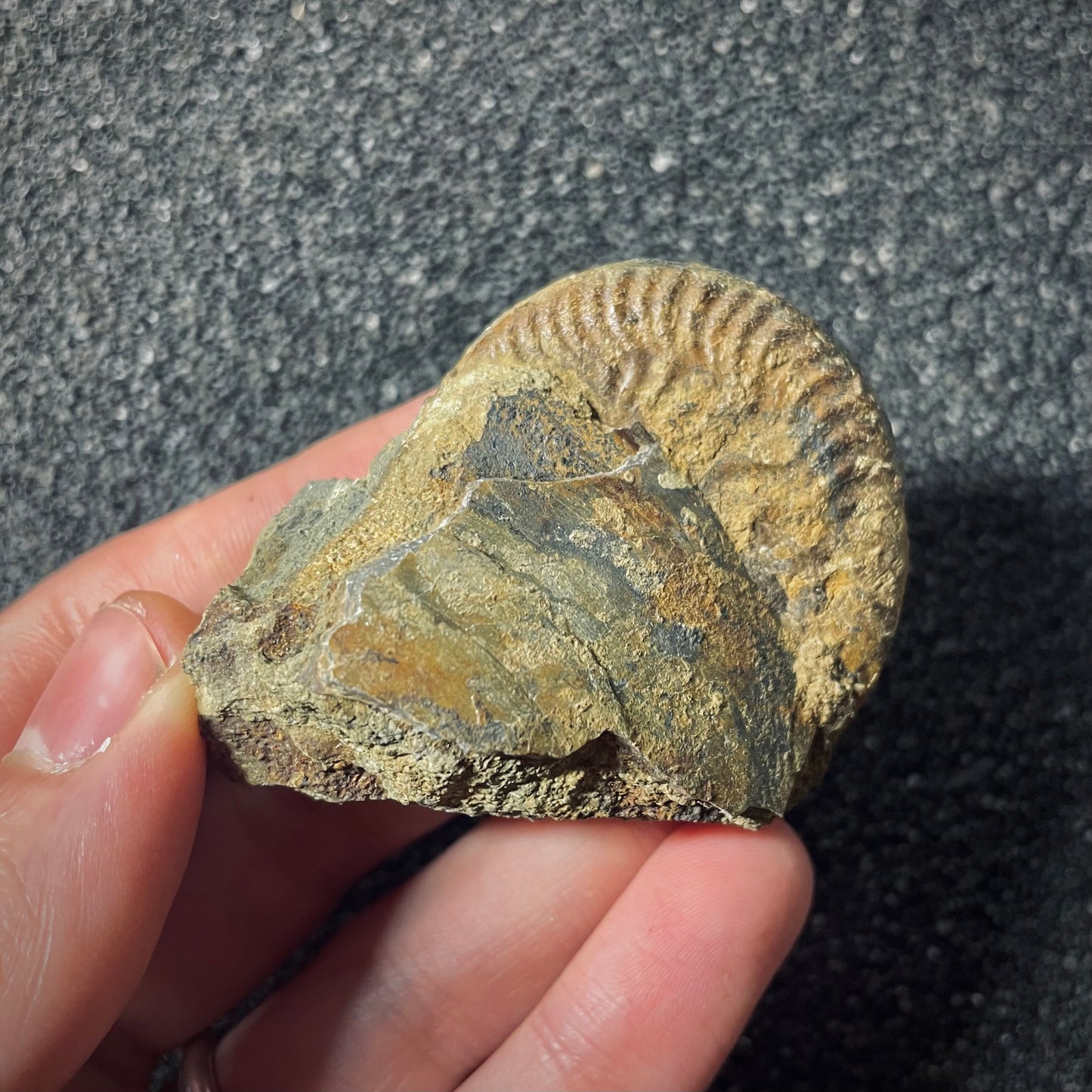 F2567 | Ammonite | Graphoceratidae indet.