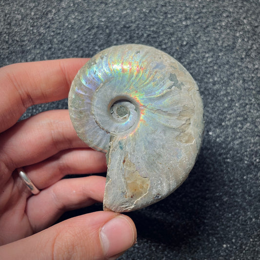 F1456 | Ammonite | Cleoniceras sp.