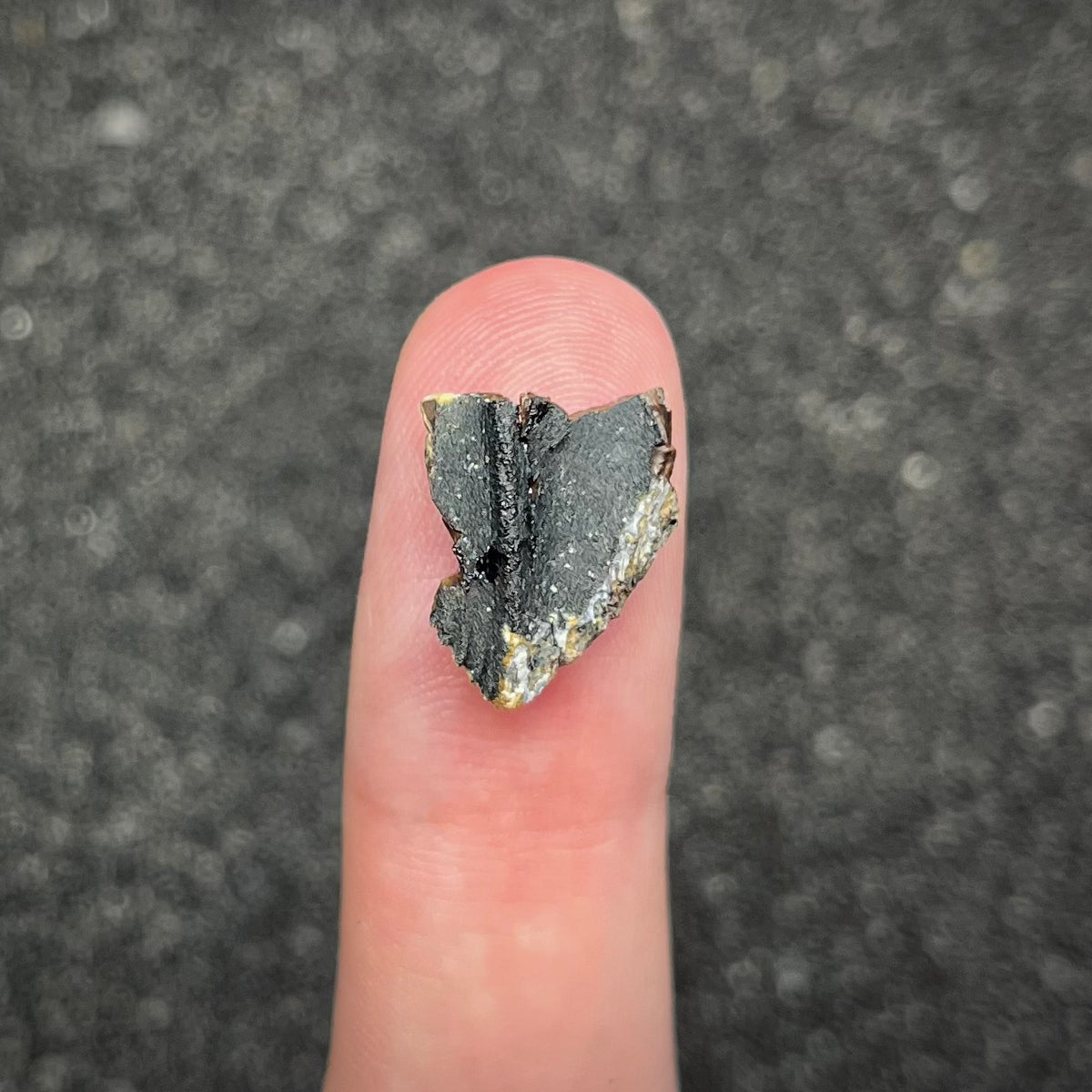 F3007 | Dinosauro | Triceratops sp.