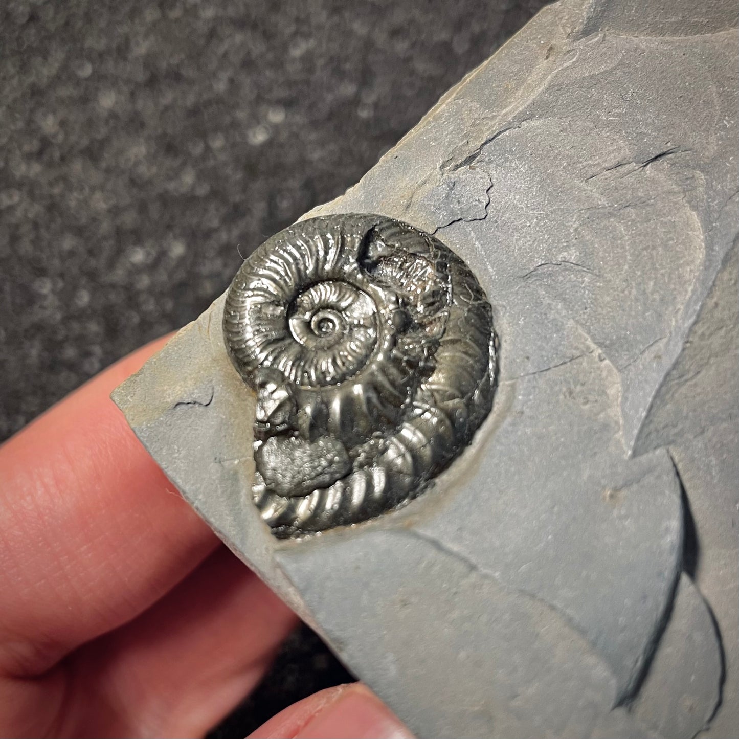F2171 | Ammonite | Graphoceratidae indet.