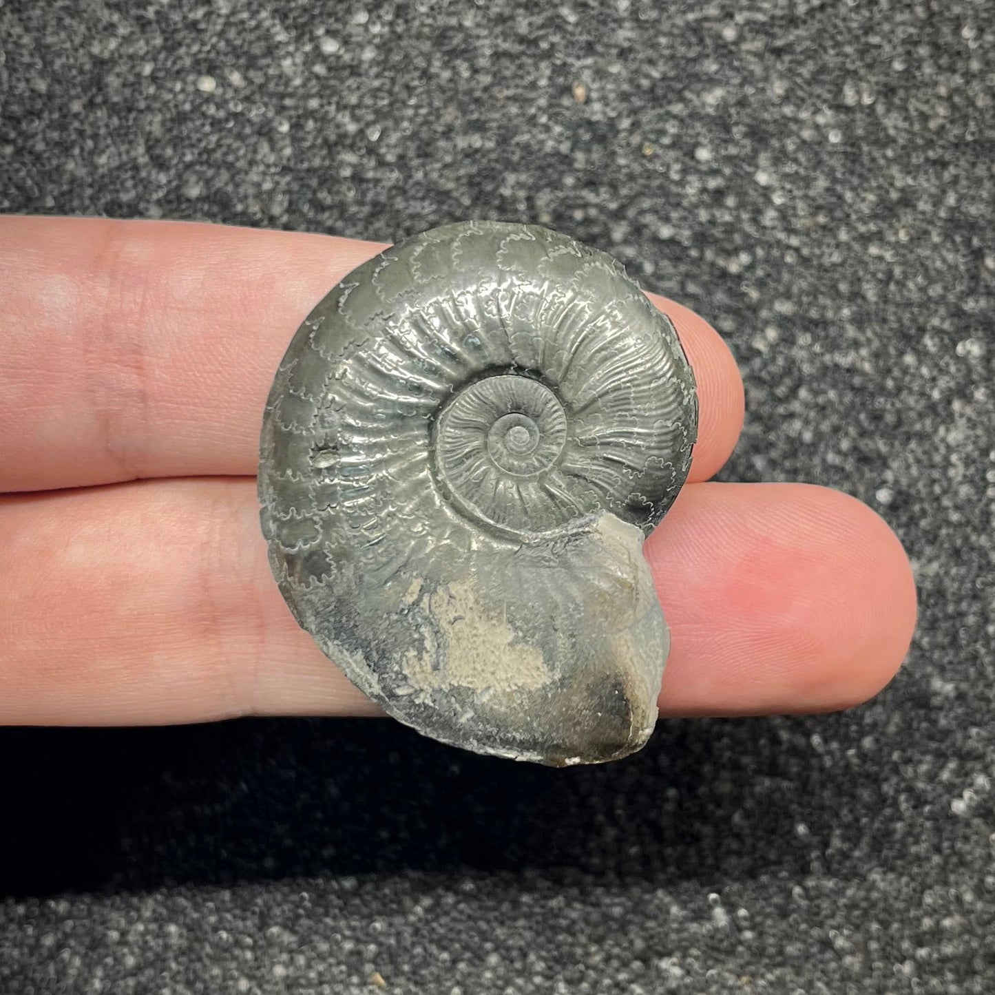 F2893 | Ammonite | Graphoceratidae indet.