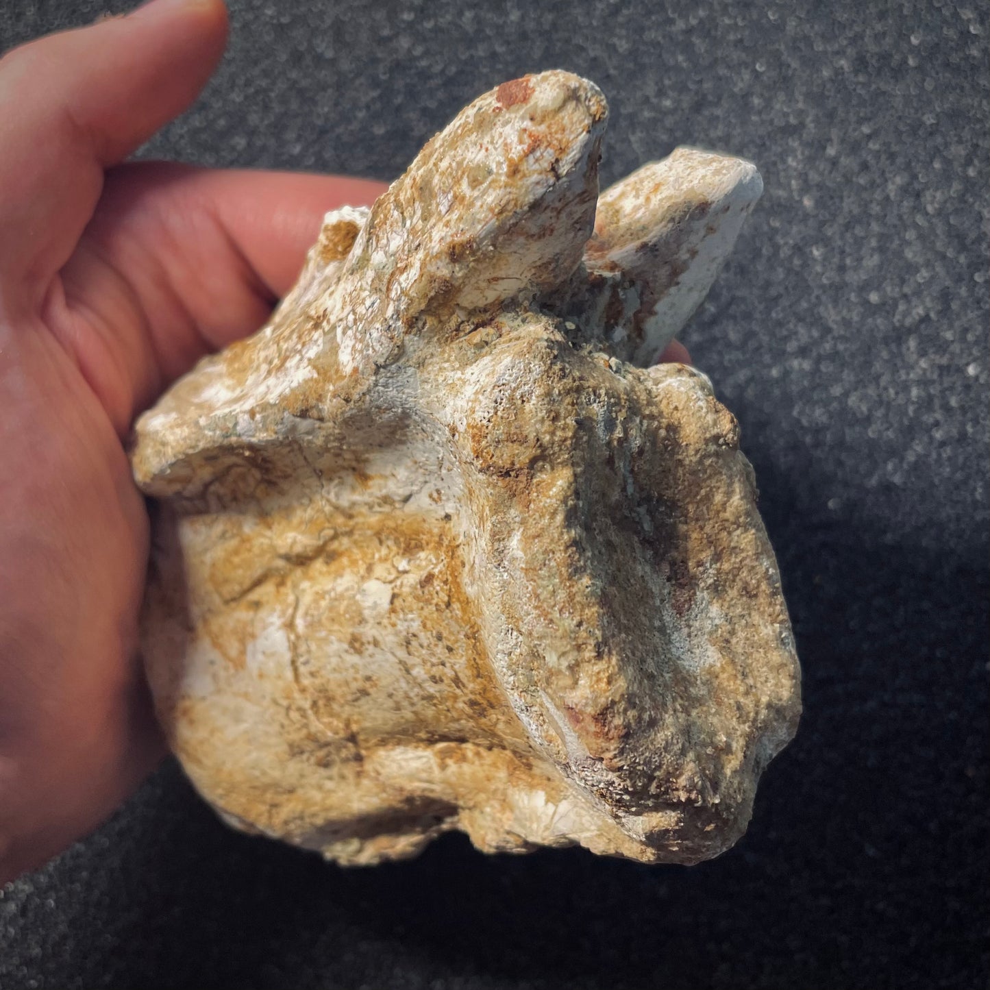 F1939 | RARO | Dinosauro | Carcharodontosaurus saharicus