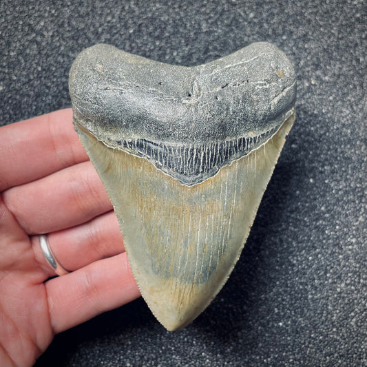 F1853 | Squalo | Otodus megalodon