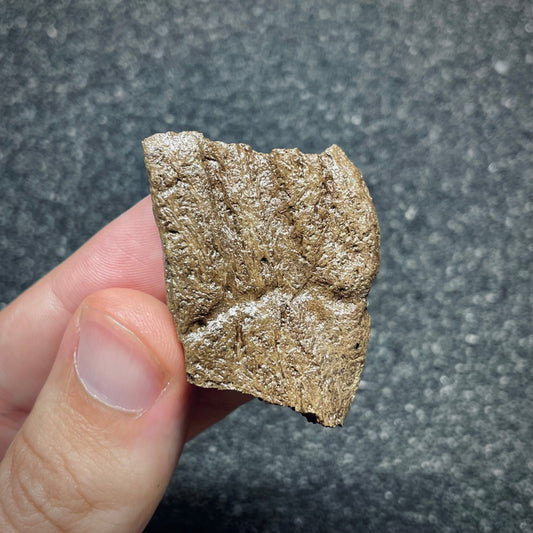 F2720 | Dinosauro | Triceratops sp.