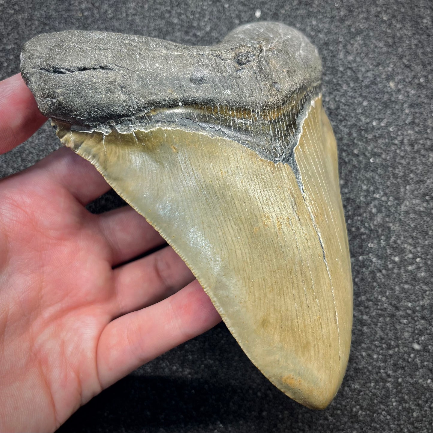 F2935 | Squalo | Otodus megalodon