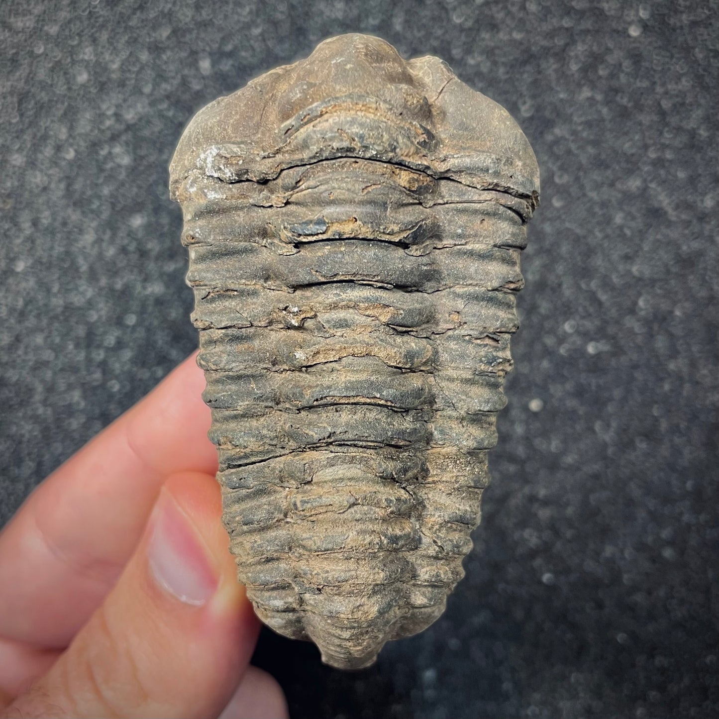 F2624 | Trilobite | Flexicalymene sp.