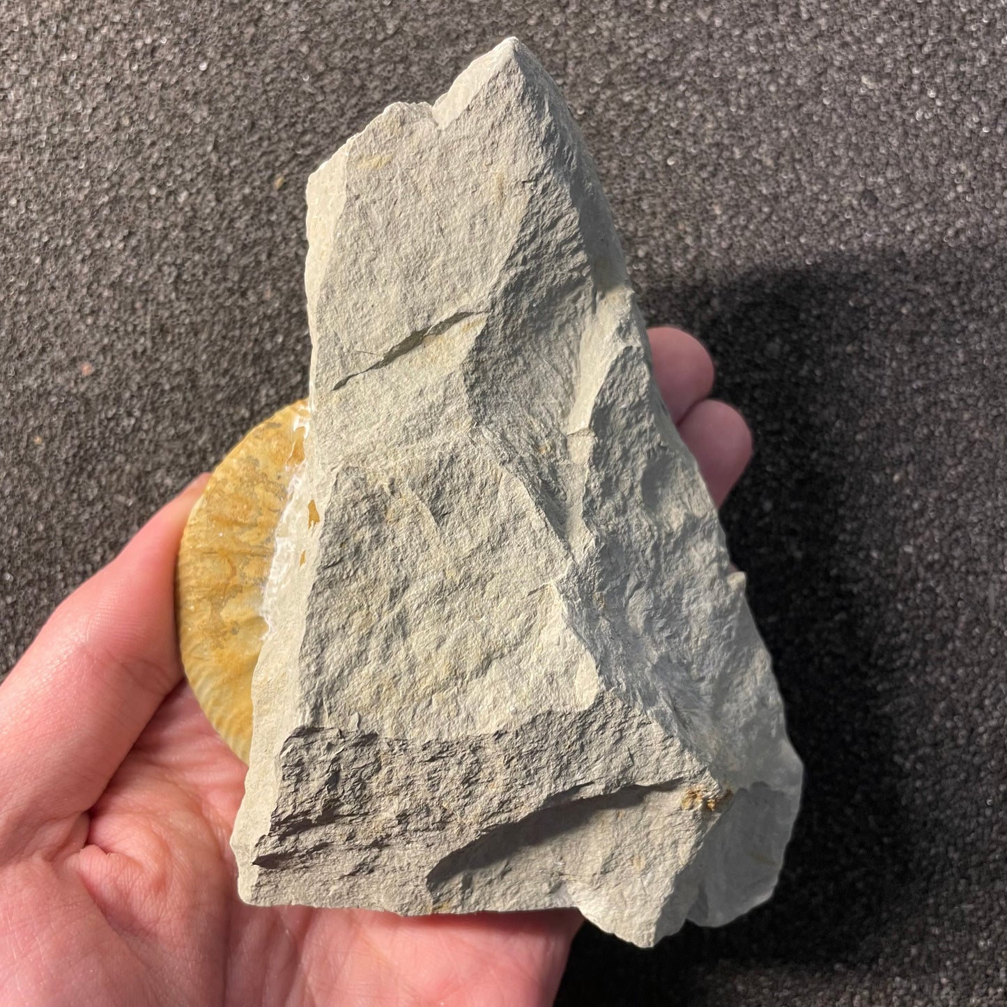 F2533 | Ammonite | Ataxioceras sp.