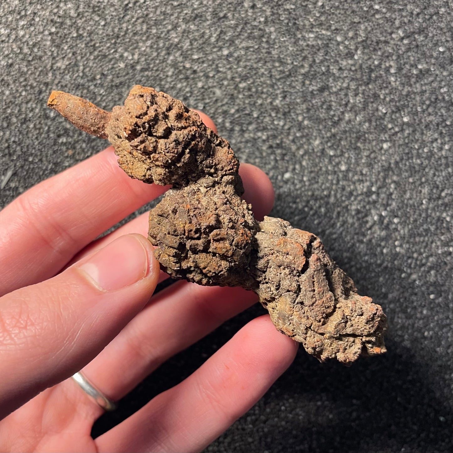 F2454 | Coprolite - Cololite | Testuggine