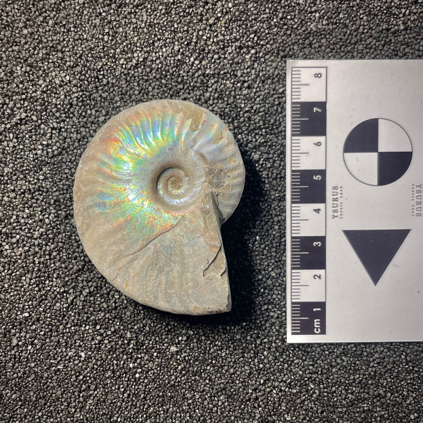 F2154 | Ammonite | Cleoniceras sp.