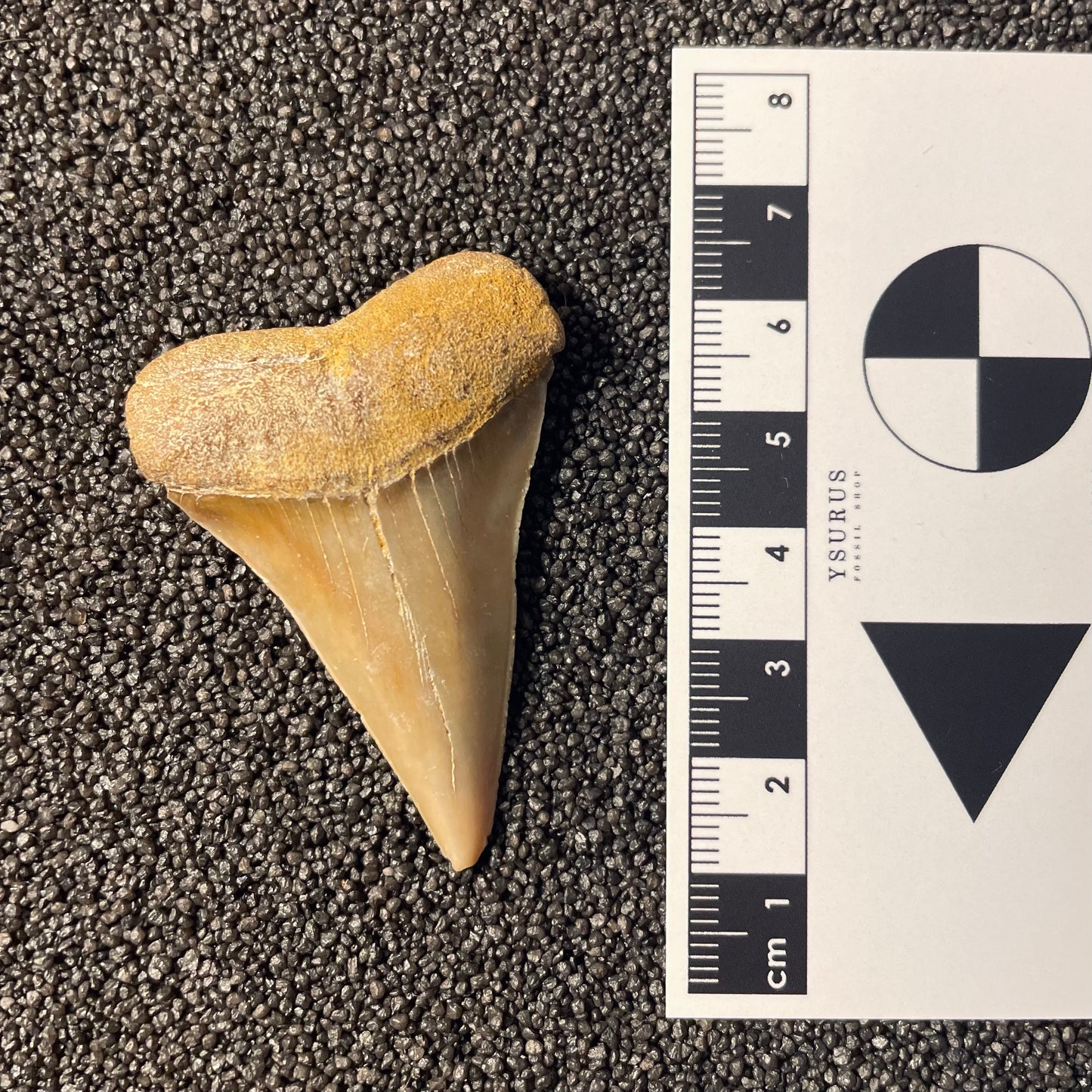F2313 | Squalo | Carcharodon hastalis