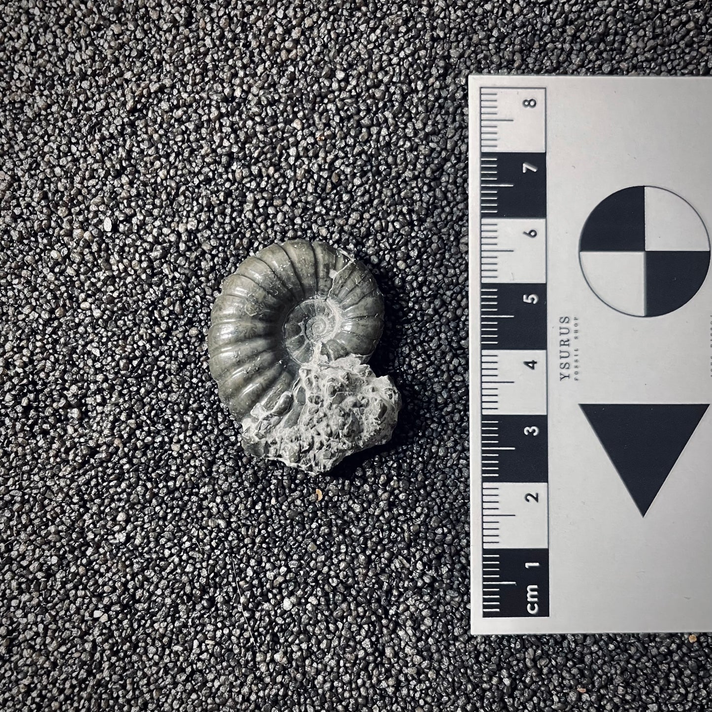 F2554 | Ammonite | Pachylytoceras hircinum