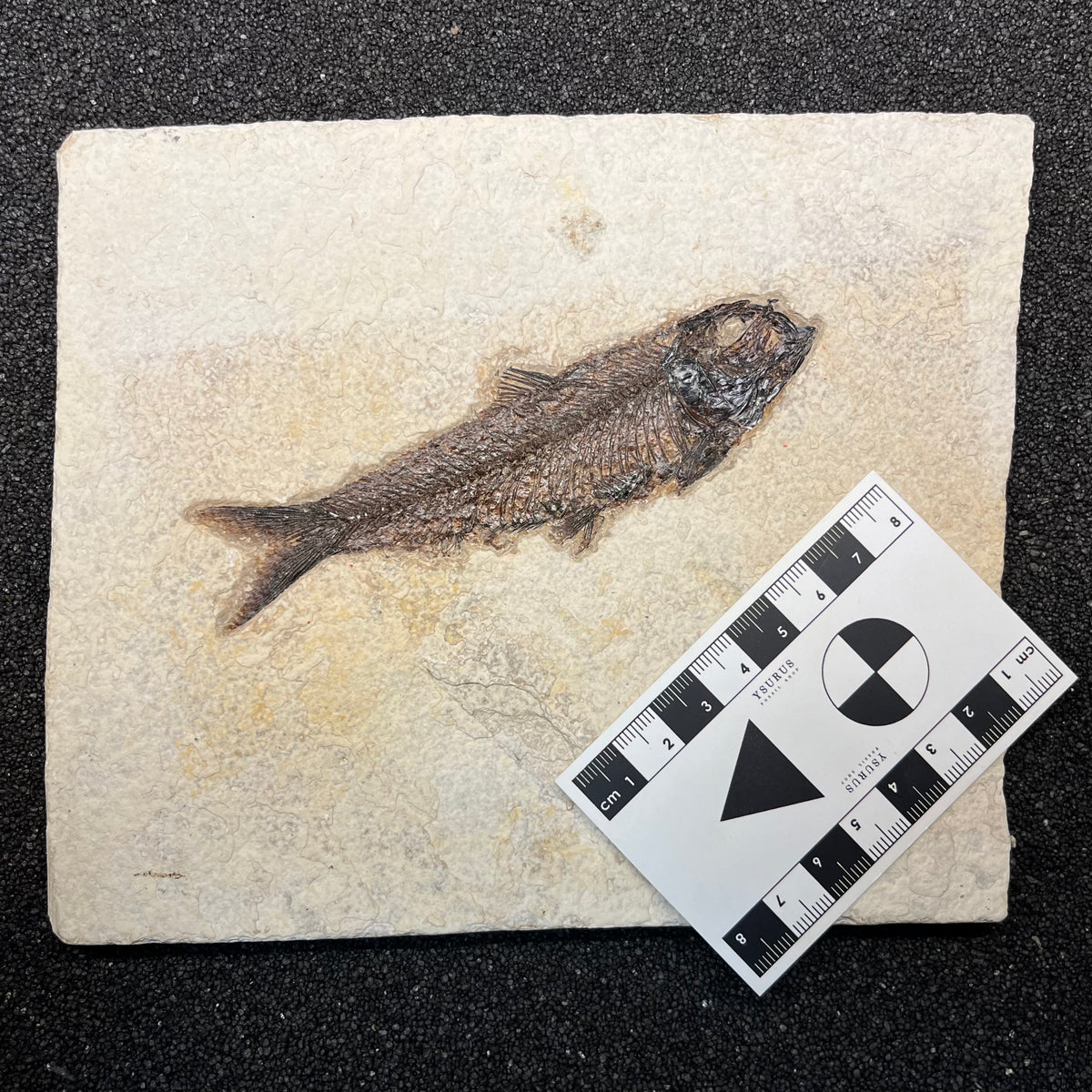 F3073 | Pesce | Knightia eocaena