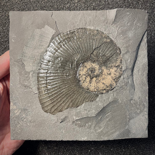 F2167 | Ammonite | Lobolytoceras siemensi