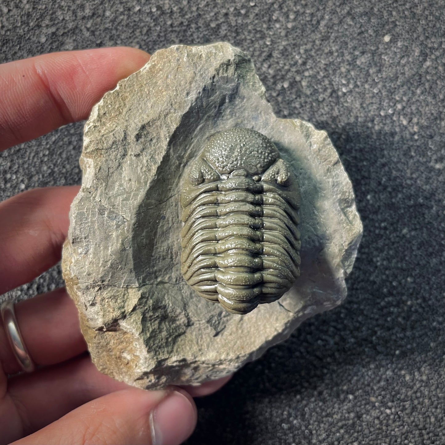 F2612 | Trilobite | Phacopidae indet.