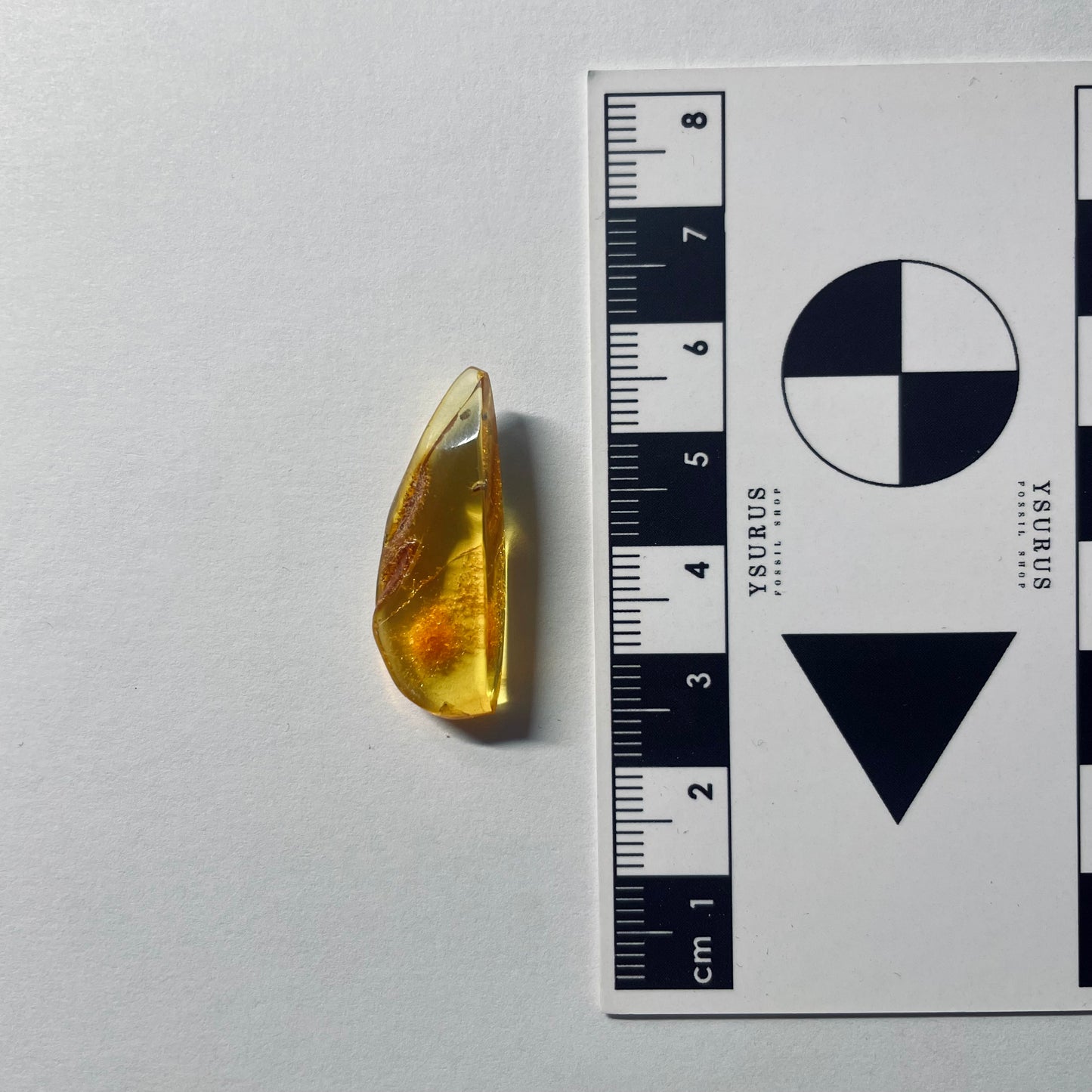 F2078 | Ambra con inclusione | Latridiidae indet.
