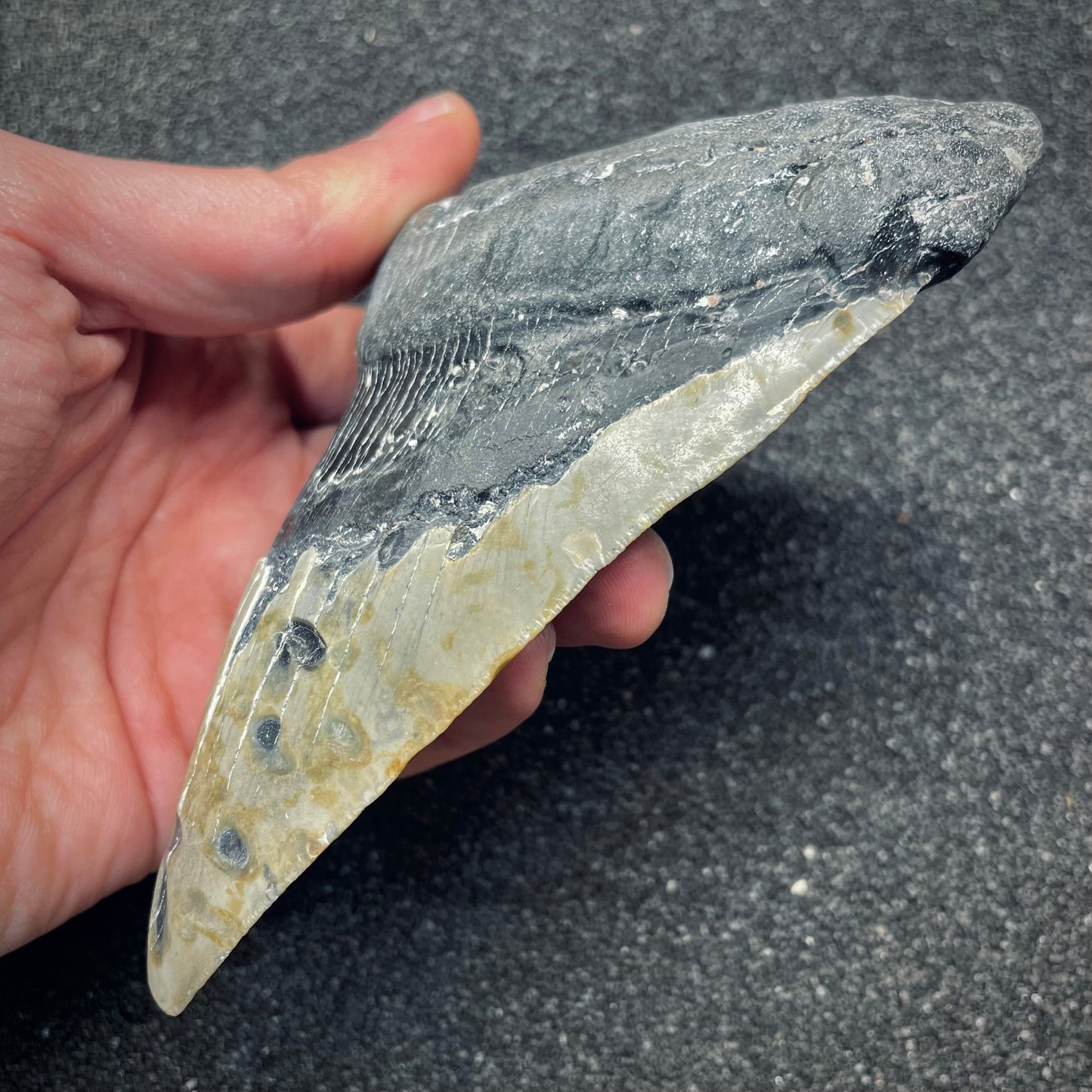 F2627 | Squalo | Otodus megalodon