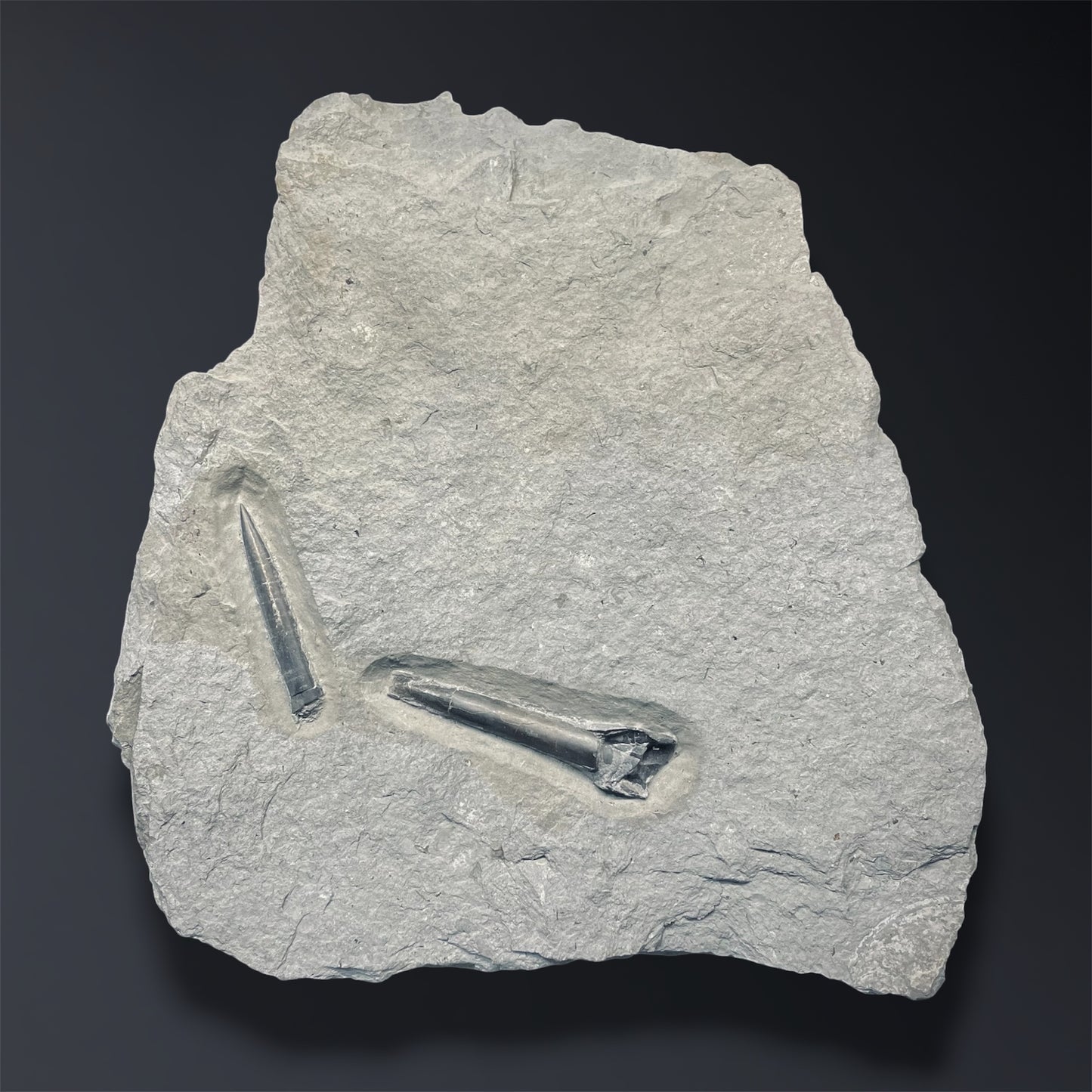 F2805 | Belemnite | Belemnoidea indet.