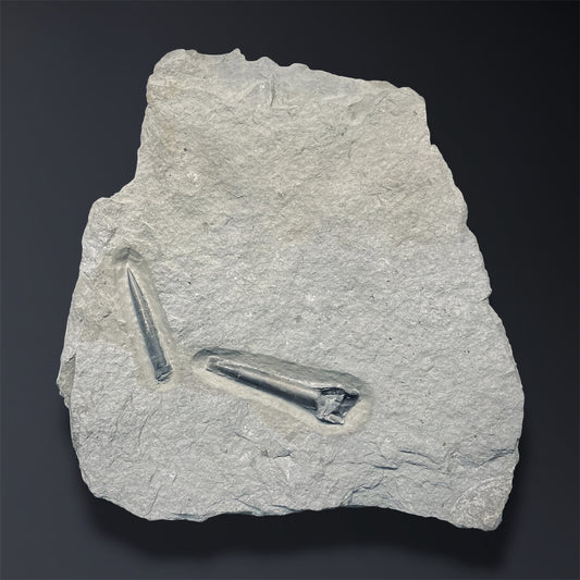 F2805 | Belemnite | Belemnoidea indet.