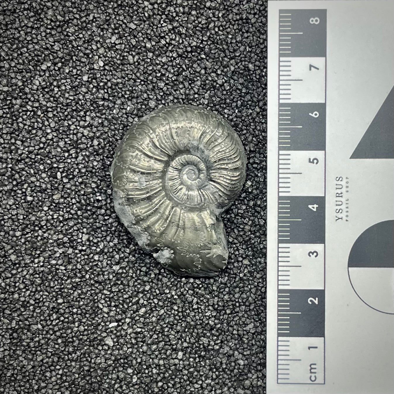 F2886 | Ammonite | Graphoceratidae indet.