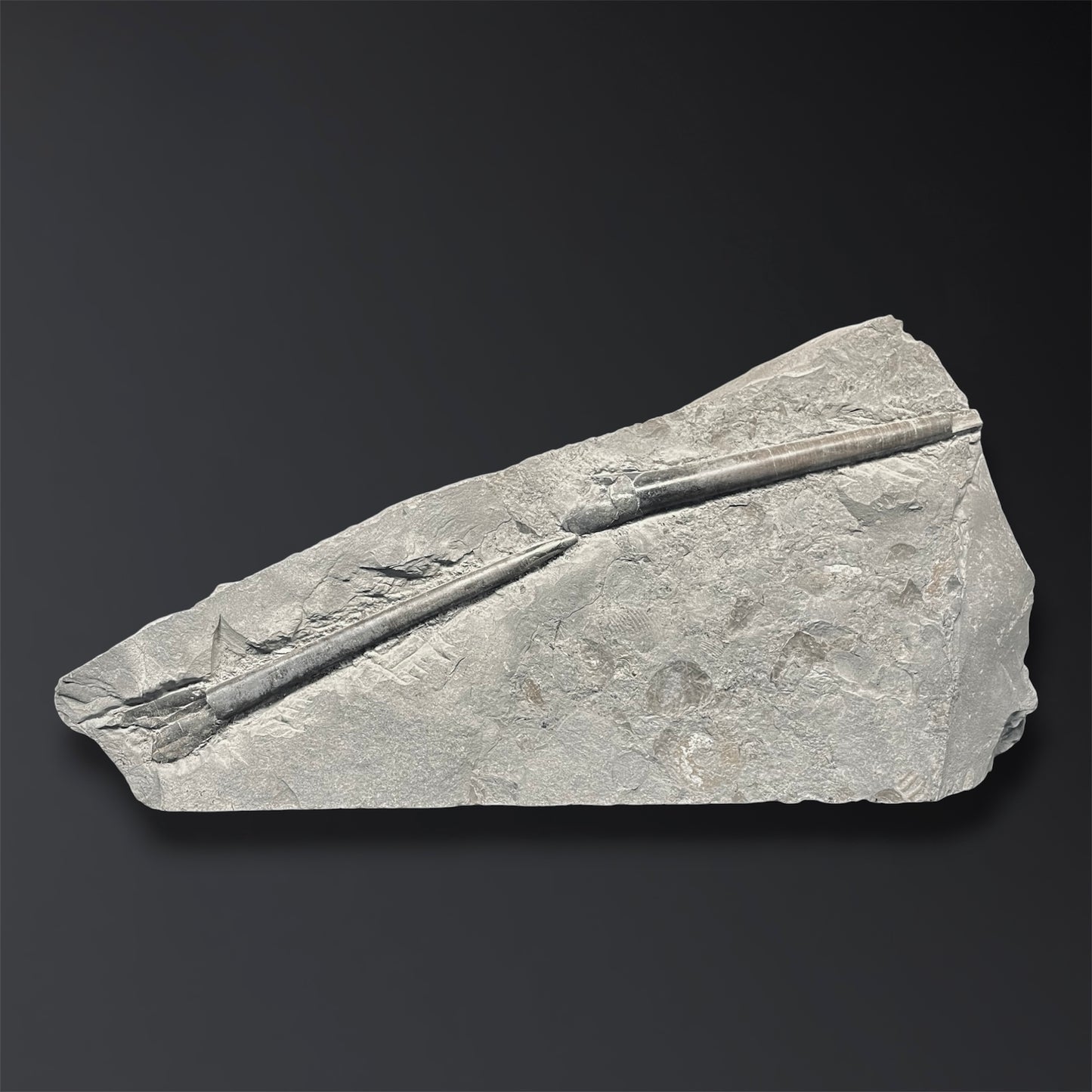 F2804 | Belemnite | Belemnoidea indet.