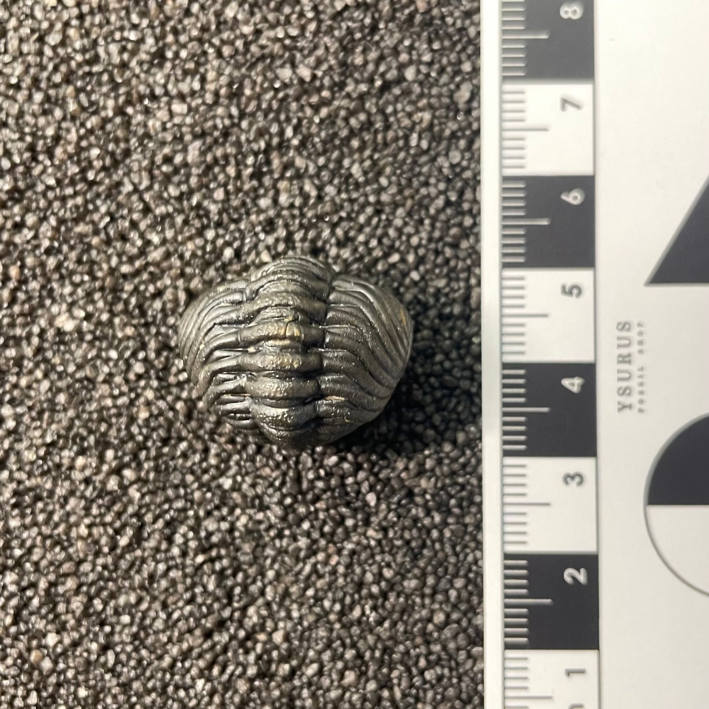F2600 | Trilobite | Phacopidae indet.