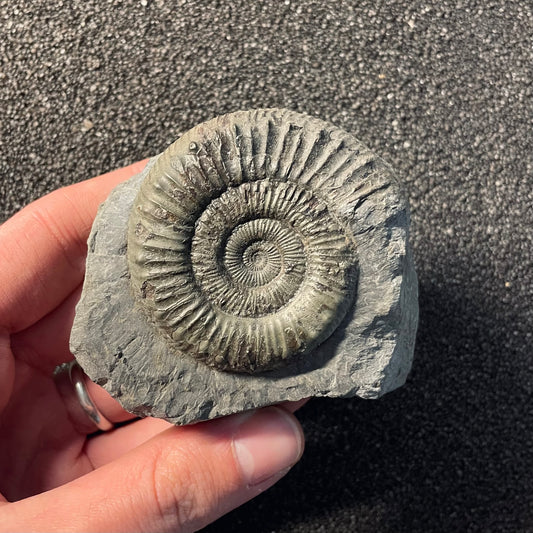 F2377 | Ammonite | Dactylioceras commune