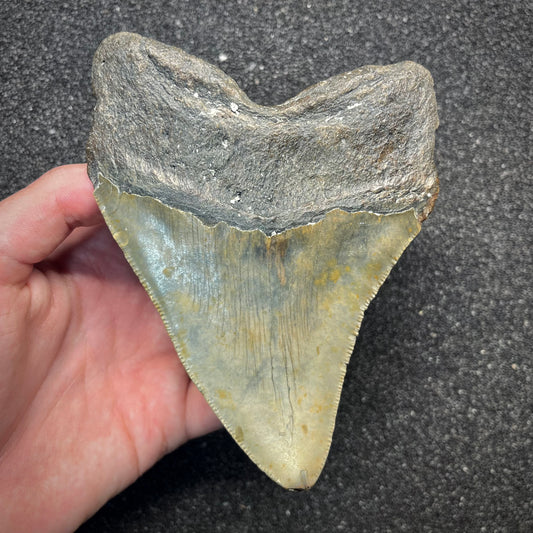 F2928 | Squalo | Otodus megalodon