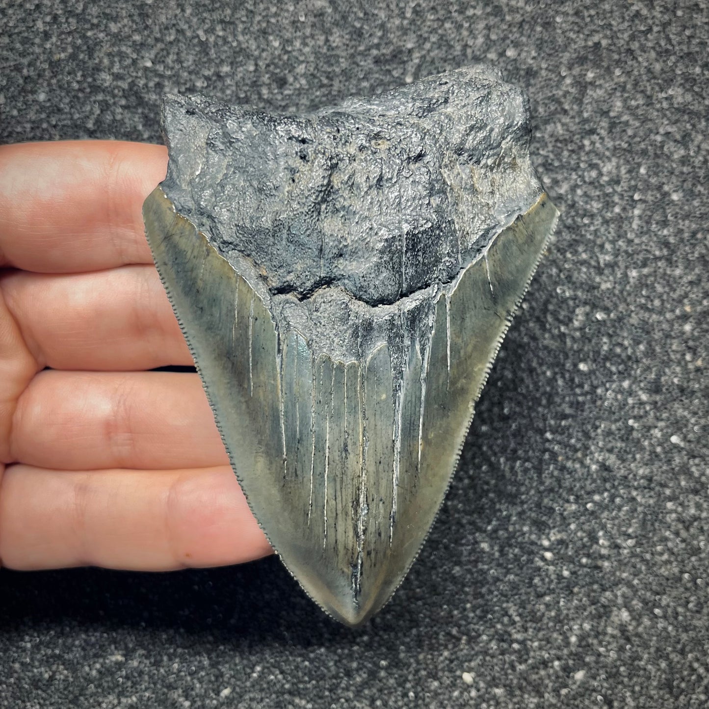 F2778 | Squalo | Otodus megalodon