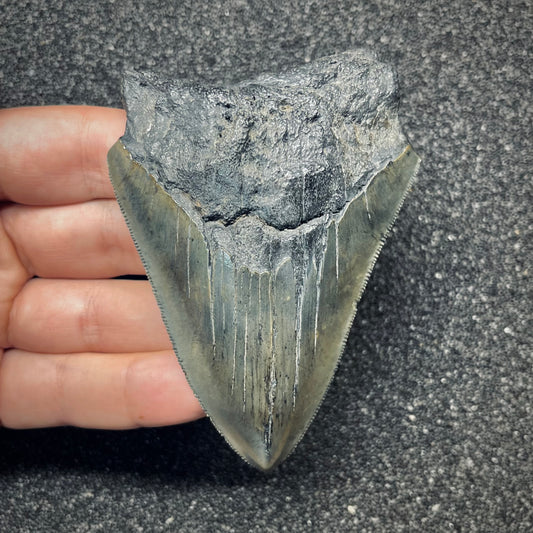 F2778 | Squalo | Otodus megalodon