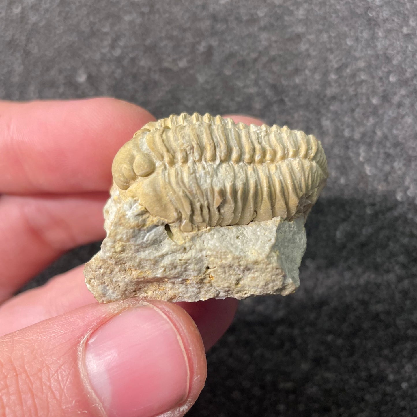 F2590 | Trilobite | Sthenarocalymene celebra