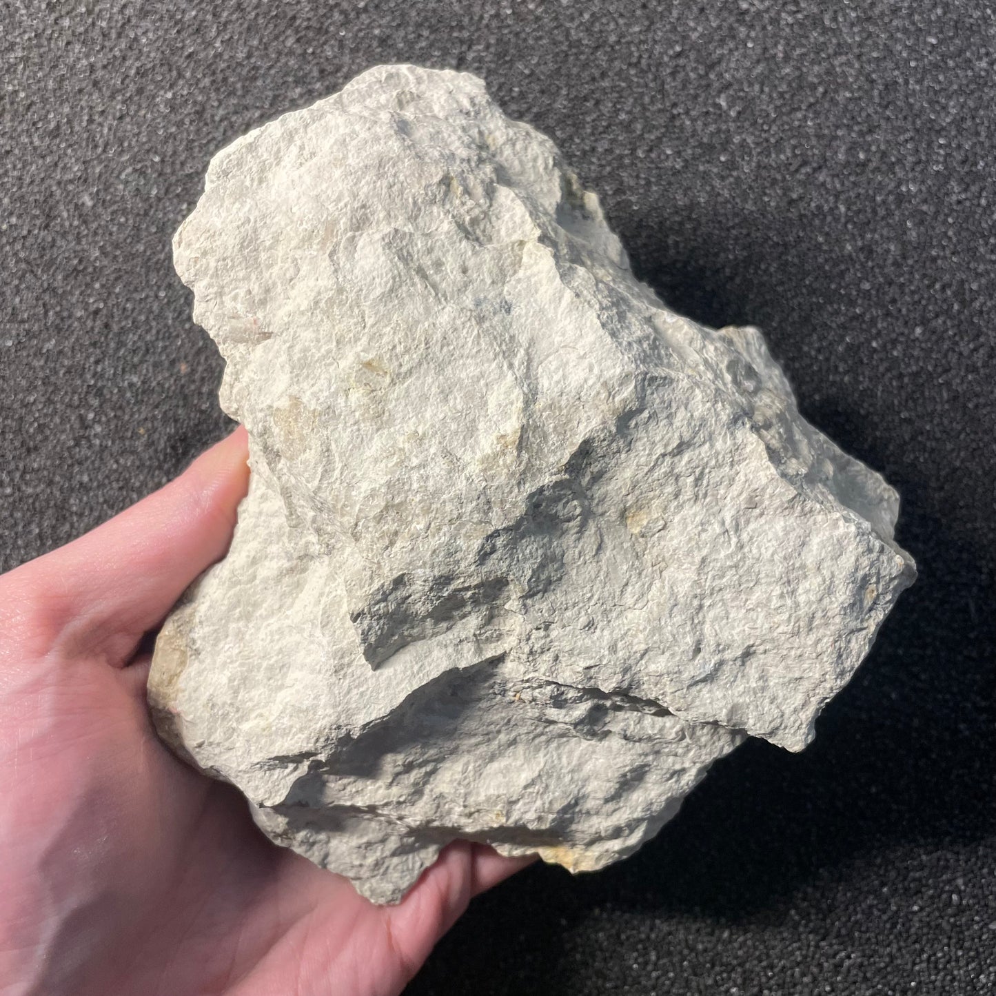 F2526 | Ammonite | Streblites sp.