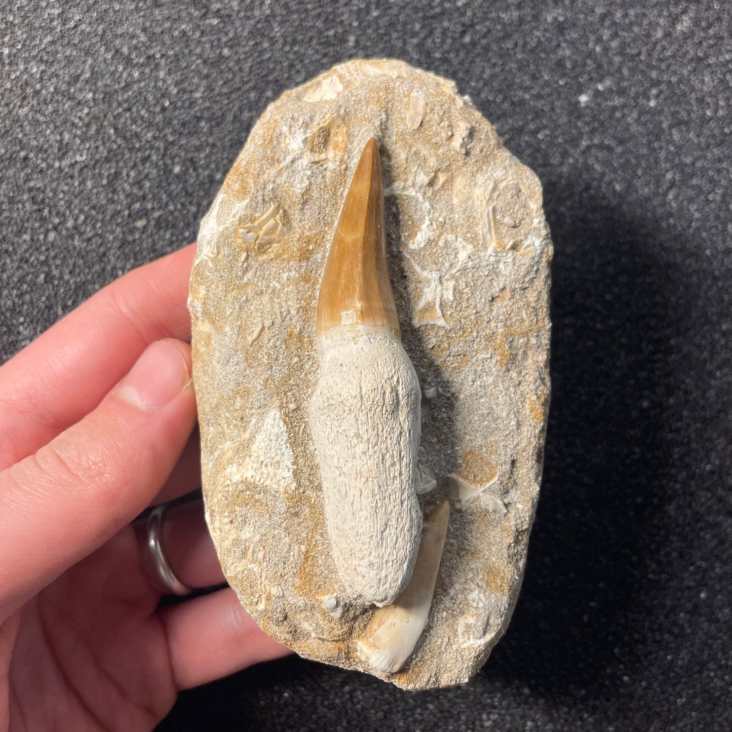 F2197 | Mosasauro | Mosasauridae indet. & Enchodus libycus