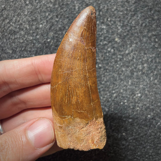 F2093 | Dinosauro | Carcharodontosaurus saharicus