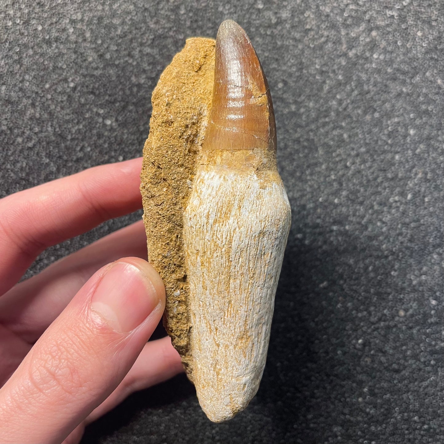 F2287 | RARO | Mosasauro | Prognathodon curii