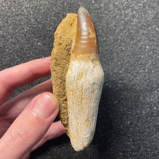 F2287 | RARO | Mosasauro | Prognathodon curii