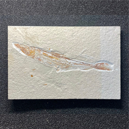 F2060 | Pesce | Prionolepis cataphractus