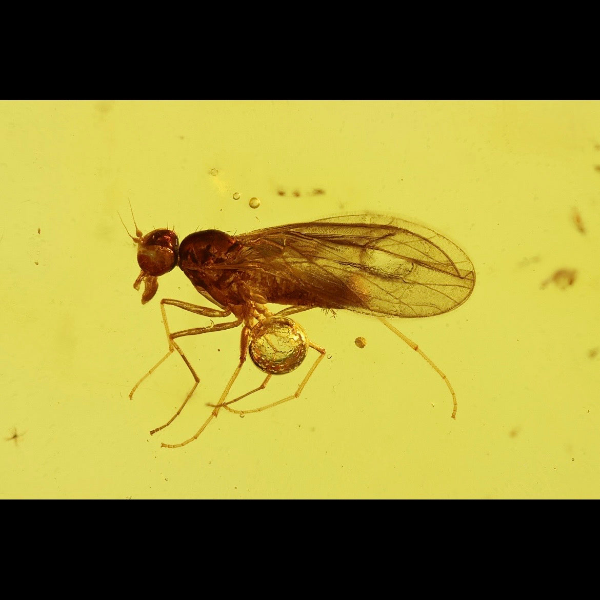 F2845 | Ambra con inclusione | Empididae indet.