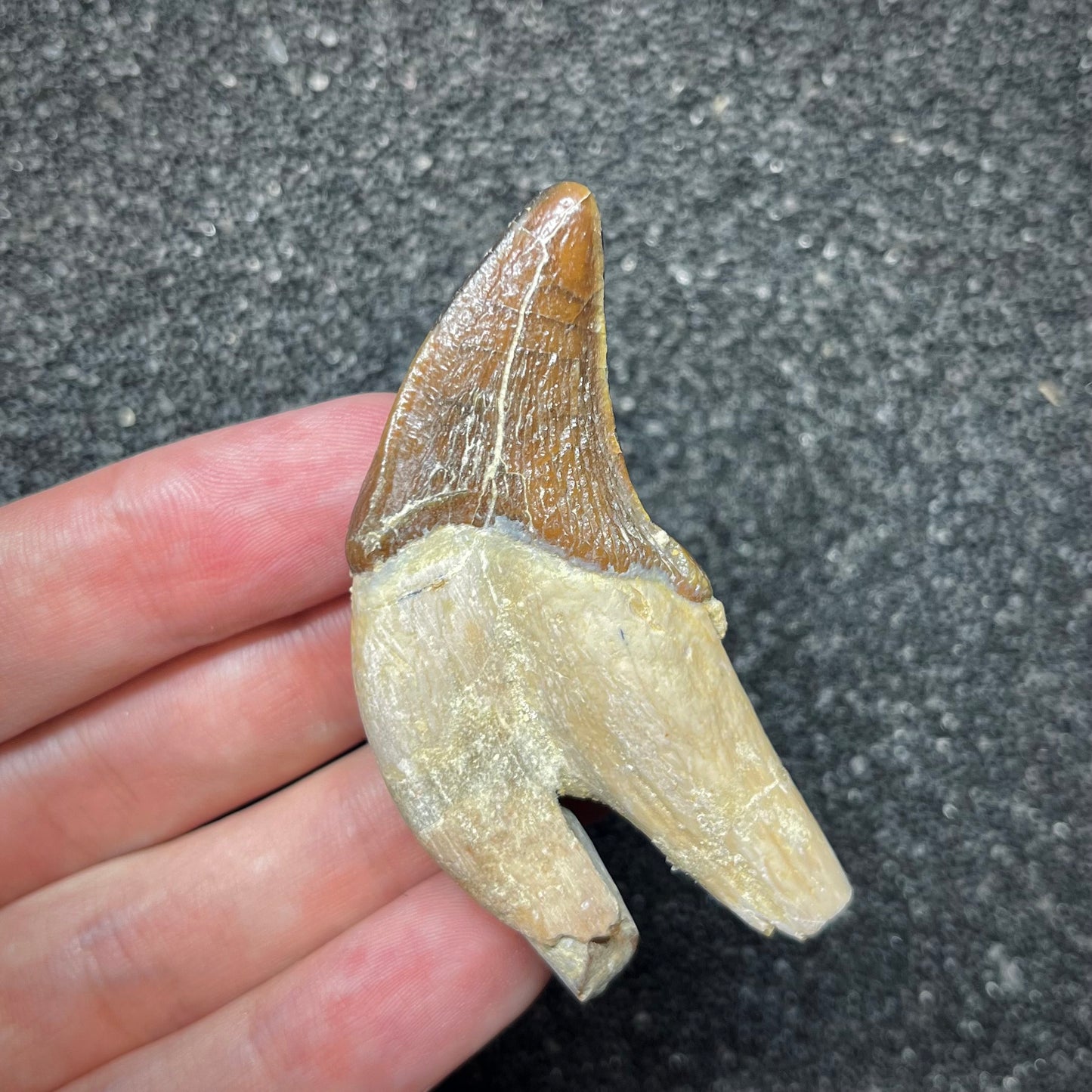 F2937 | Cetaceo | Pappocetus sp.