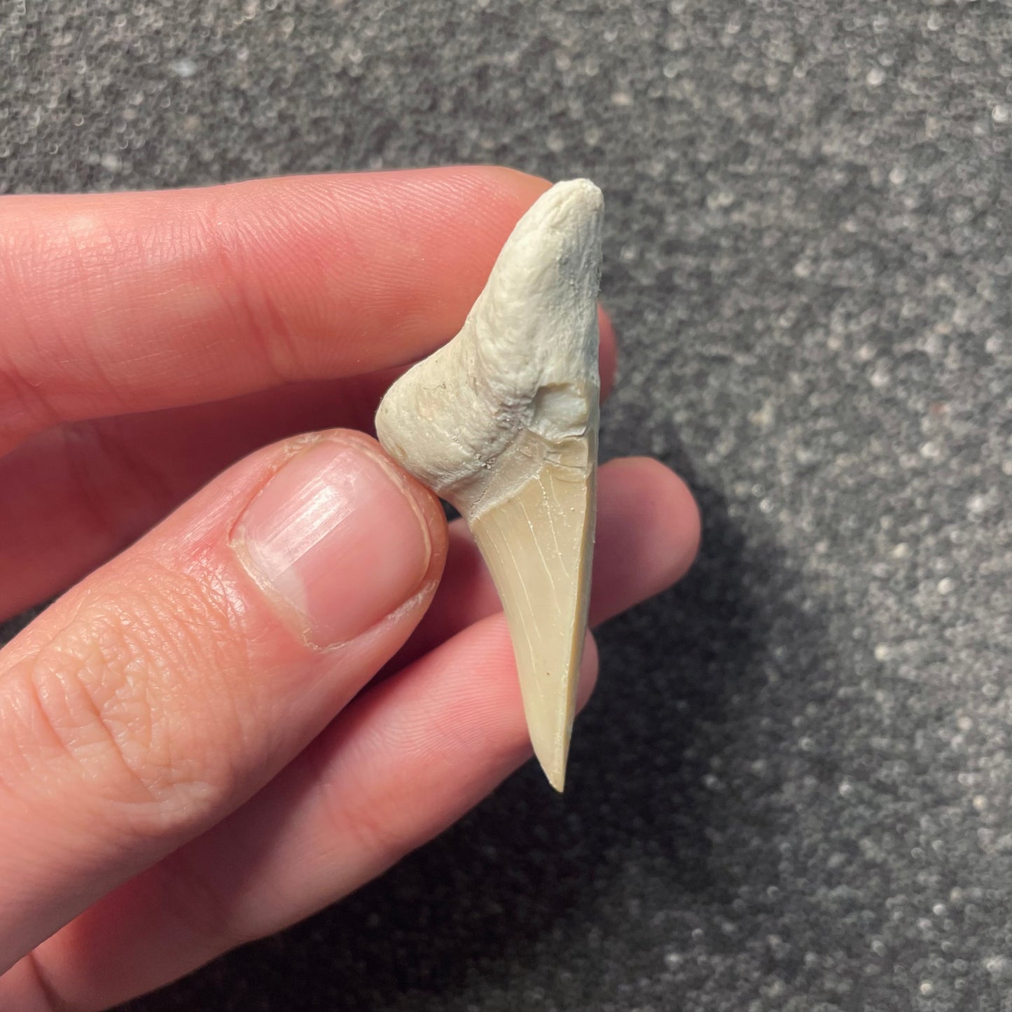 F2212 | Squalo | Otodus obliquus