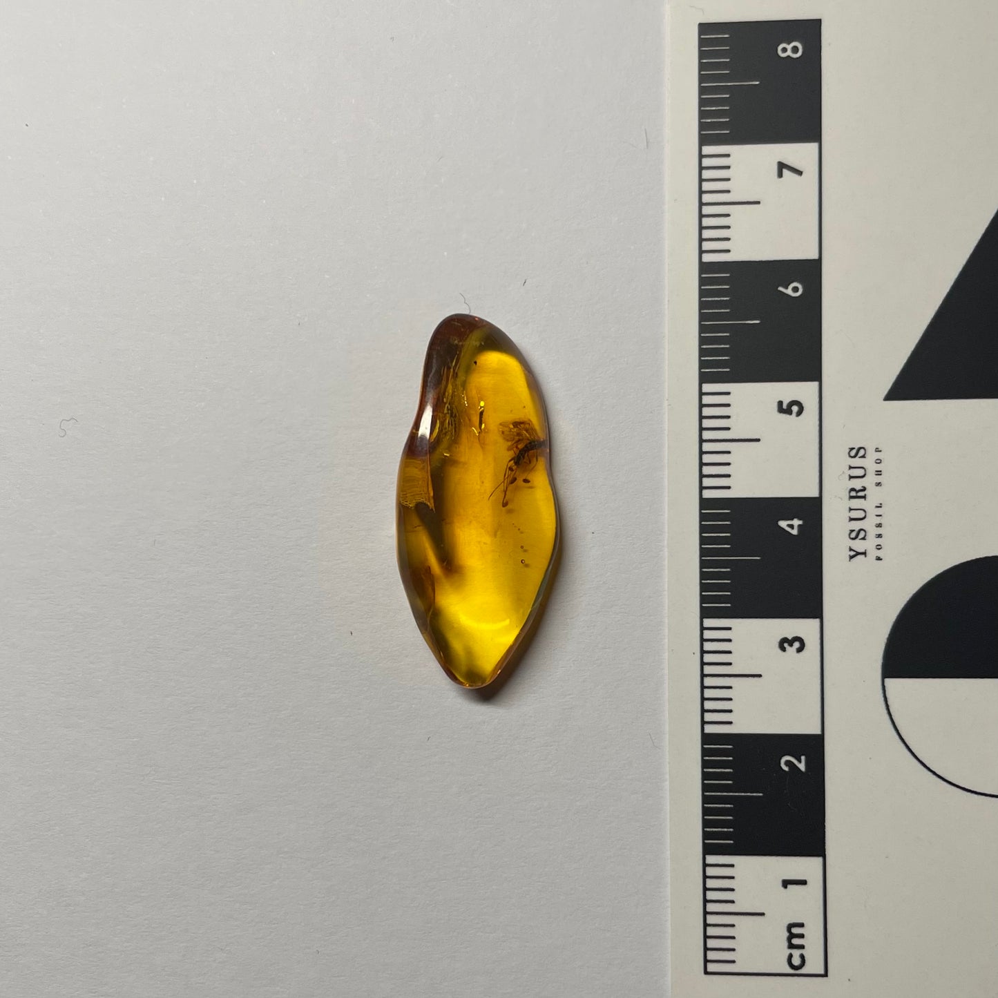 F2419 | Ambra con inclusione | Ichneumonoidea indet.