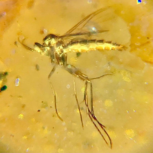 F602 | Ambra con inclusione | Diptera indet.