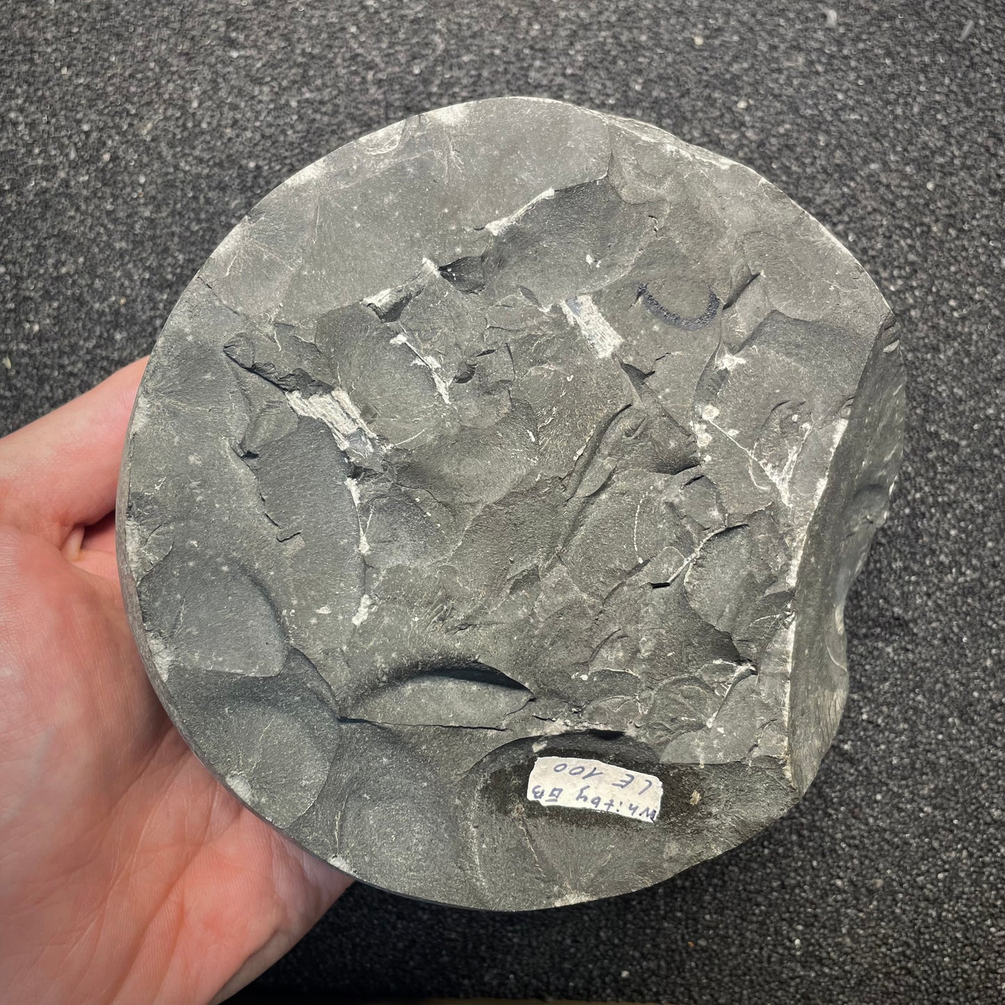 F2815 | Ammonite | Harpoceras sp.