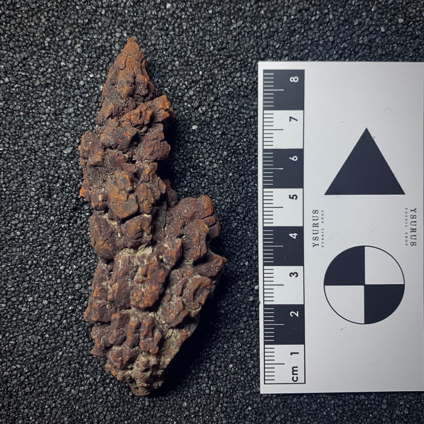 F846 | Coprolite - Cololite | Testuggine