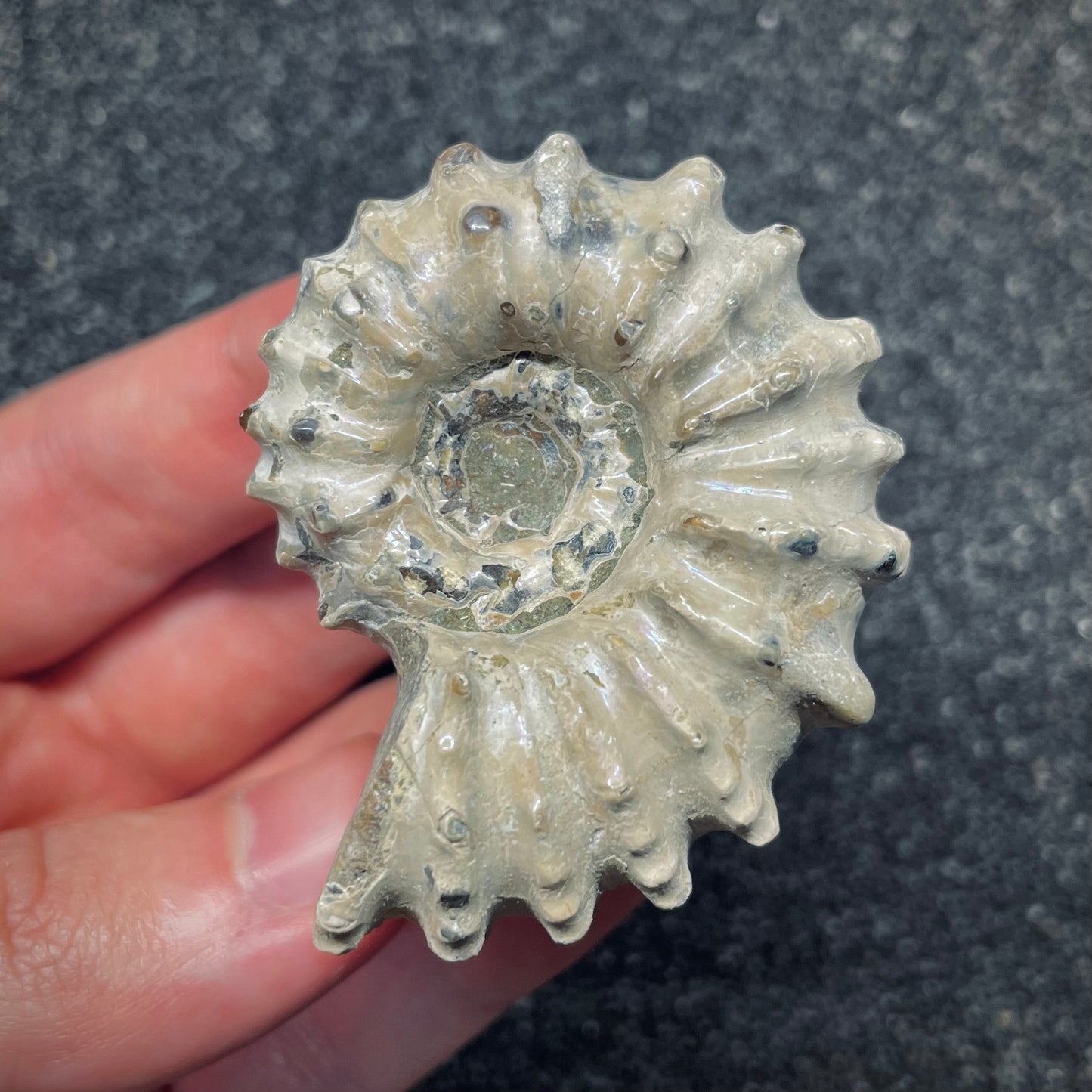 F2658 | Ammonite | Douvilleiceras sp.